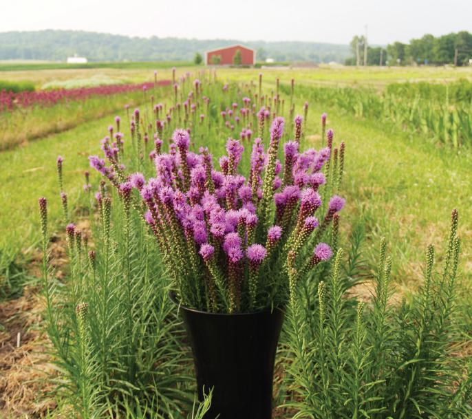 The Flower Farmer An Organic Growers Guide to Raising and Selling Cut - photo 1