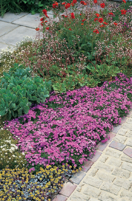 Creative planting schemes with varied colours textures and sizes help to - photo 20