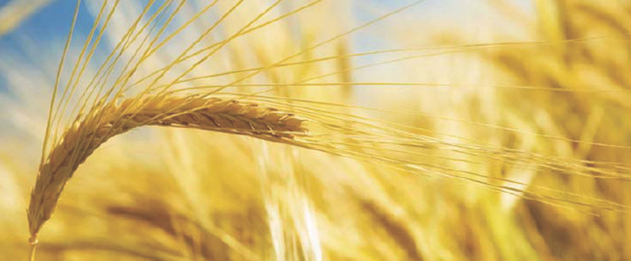 Barley in the field Barley is a cereal grain that closely resembles wheat - photo 3