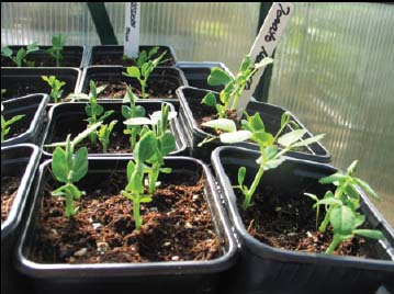 Young seedlings Raised beds You can make your own or buy ready-made ones - photo 7