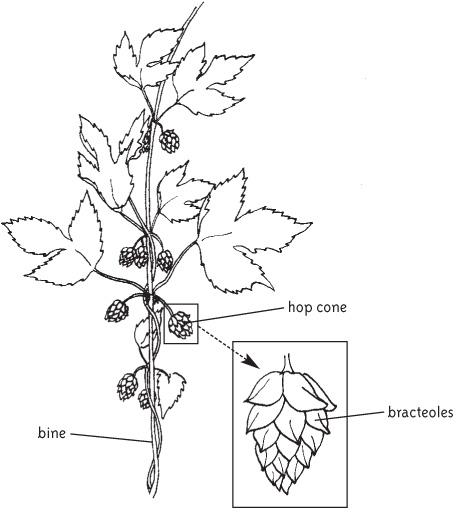 You can also save money growing your own hops Once the initial investment of a - photo 2