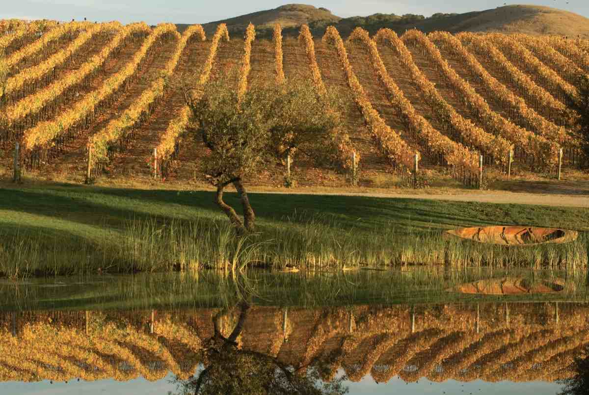 The California Directory of Fine Wineries Central Coast Santa Barbara San Luis Obispo Paso Robles - photo 5