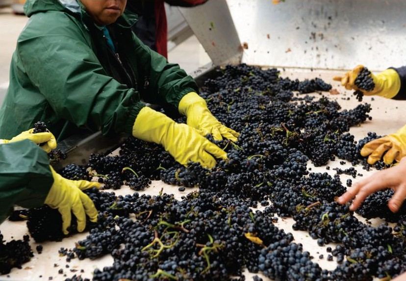 Harvest brings intense activity as truckloads of ripe grapes roll into the - photo 9