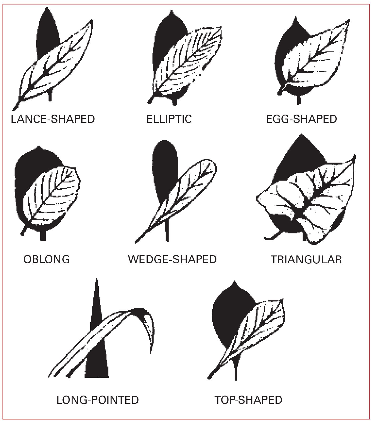 Leaf shapes The basic types of leaf arrangements are opposite - photo 5