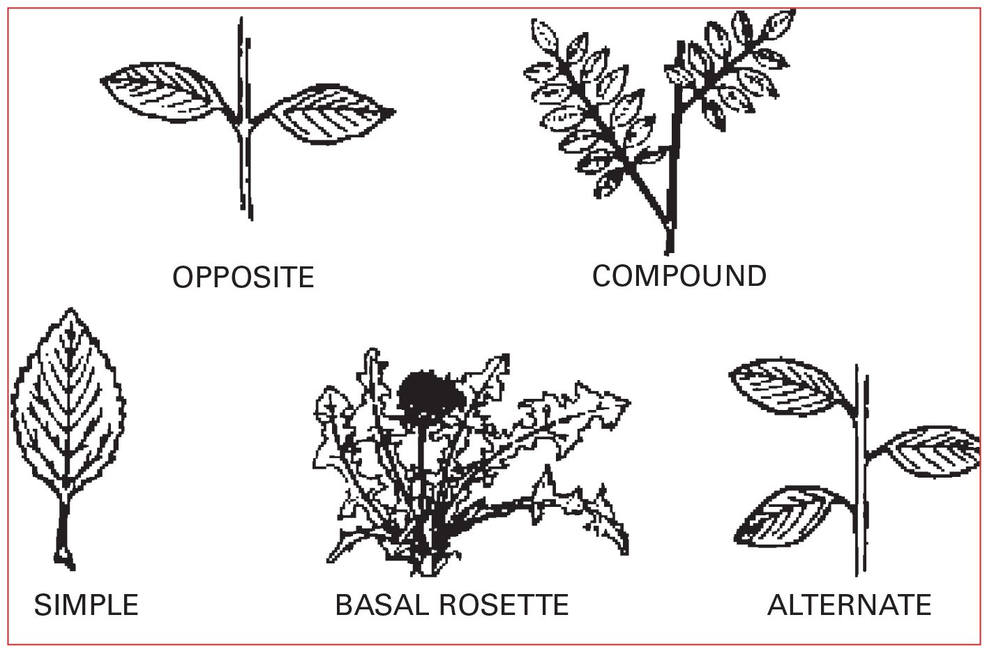 Leaf arrangements The basic types of root structures are the bulb - photo 6