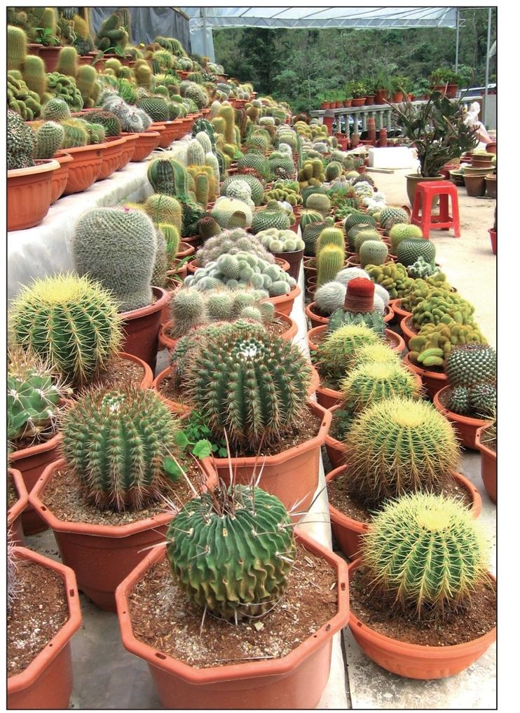 Some plants like cacti thrive in hot dry conditions 4 Cold Plants - photo 3