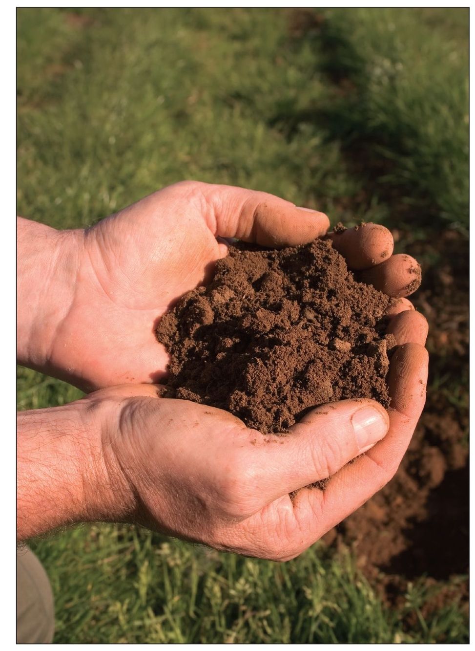 Feeling the soil can give you a sense of how nutrient-rich it is Dark - photo 4