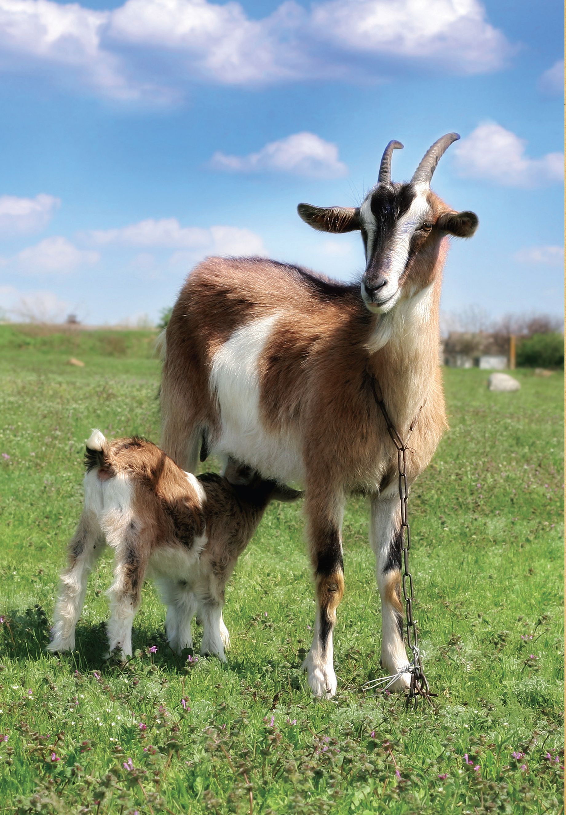 Goat Associations American Boer Goat Association 1207 S Bryant Blvd - photo 2