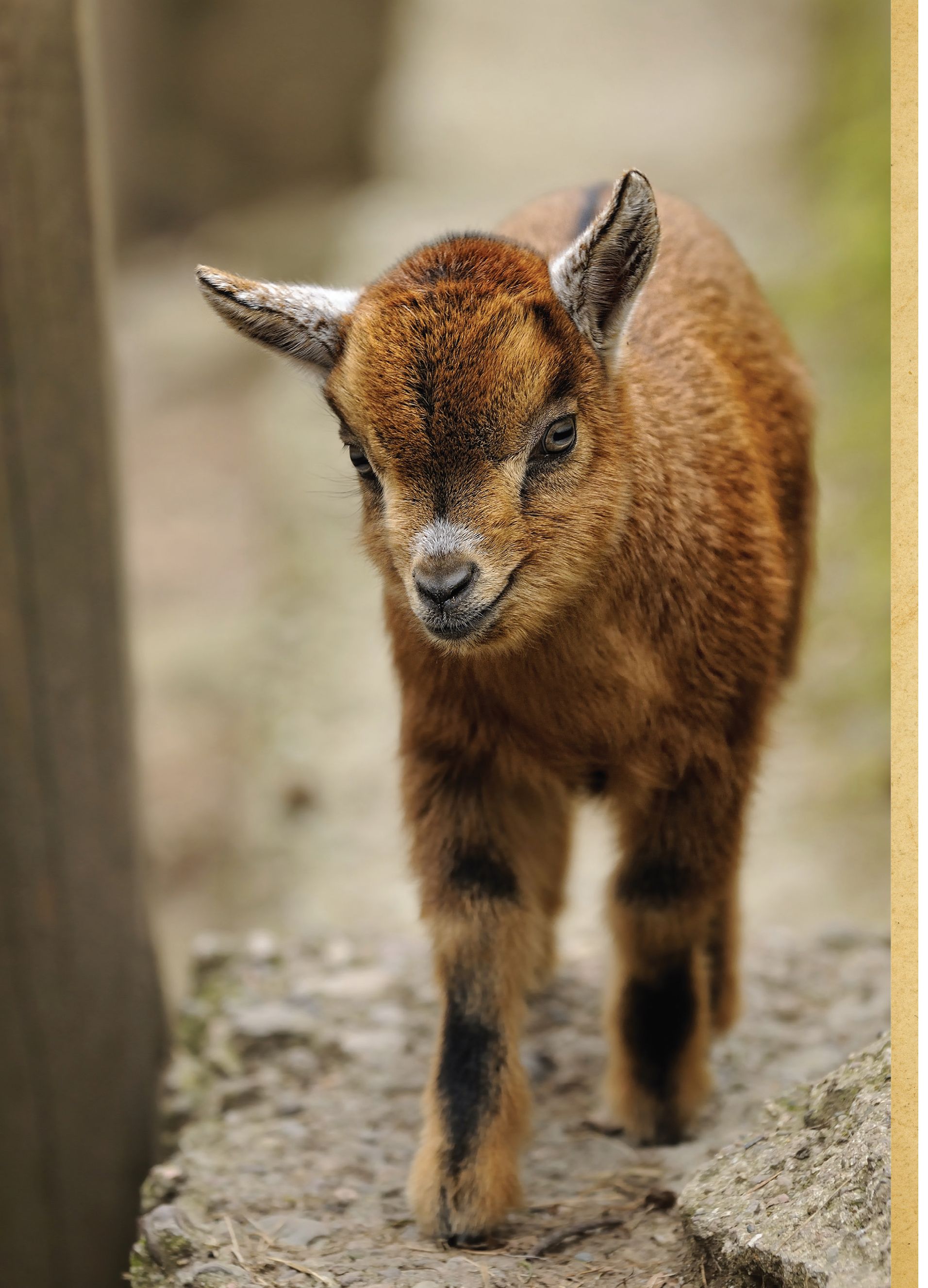 Goat Associations American Boer Goat Association 1207 S Bryant Blvd - photo 3