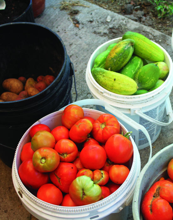 Why Grow Your Own Food Learning to grow food was a milestone in the - photo 3