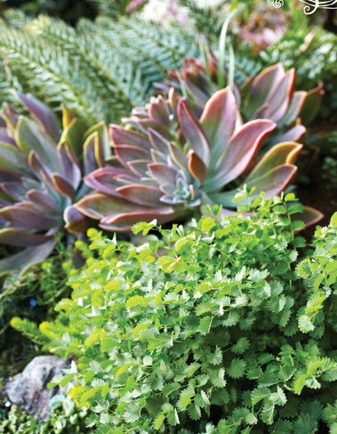 Edible salad burnet with ornamental succulents and euphorbia For our - photo 4