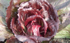 Radicchio Kohlrabi Carrots Mallow - photo 3