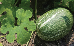 Fig-leaf gourd Tomatoes Tomatillo ACKNOWLEDGMENTS THANKS TO - photo 10