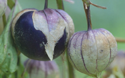 Tomatillo ACKNOWLEDGMENTS THANKS TO contributors to the entire book Beate - photo 12