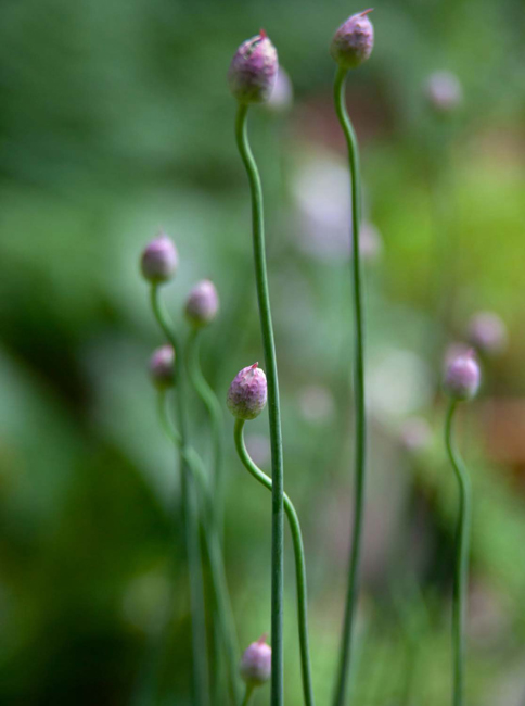 CONTENTS Illustrations of useful plants have - photo 4