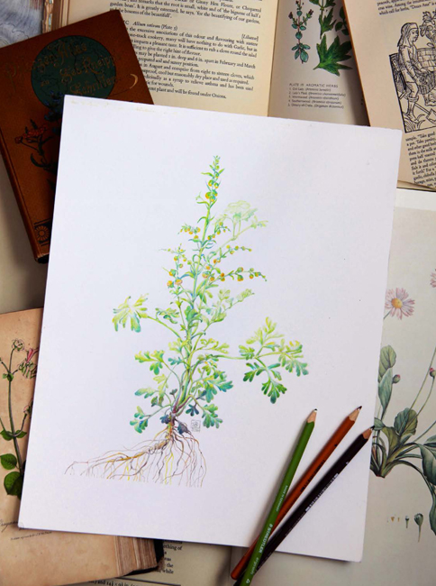 Illustrations of useful plants have been a popular subject for botanical art - photo 6