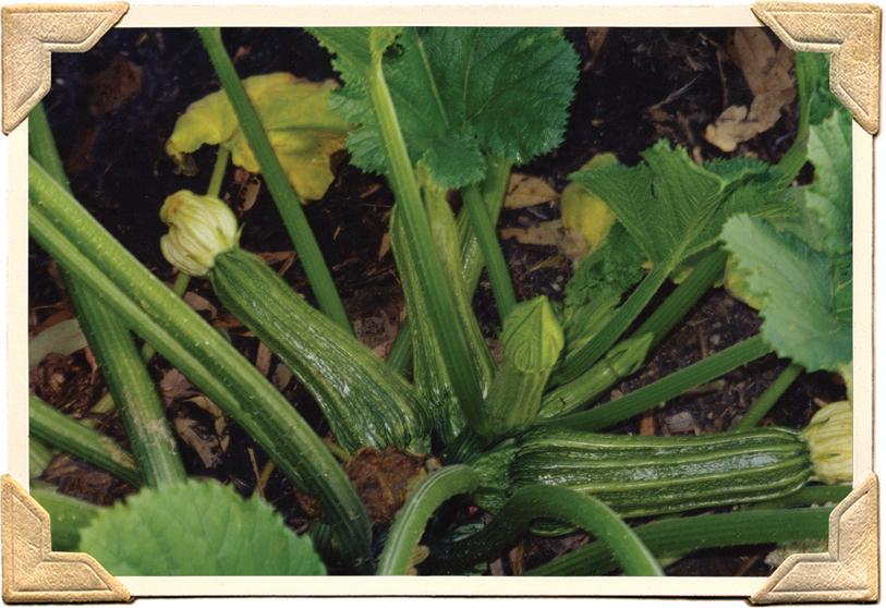 One magic square grow your own food on one square metre - photo 3