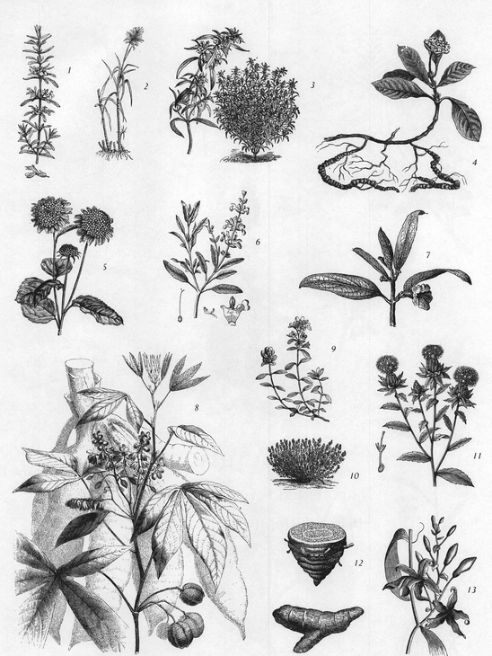 APPENDIX C Medicinal Herbs Narcotic and Psychotropic Plants Plants with - photo 58