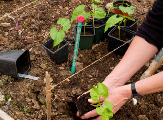 is a month-by-month guide to polytunnel growing Each month has a list of jobs - photo 6