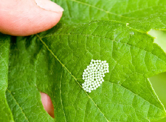 deals with pests and diseases If theres a problem in the polytunnel look here - photo 8