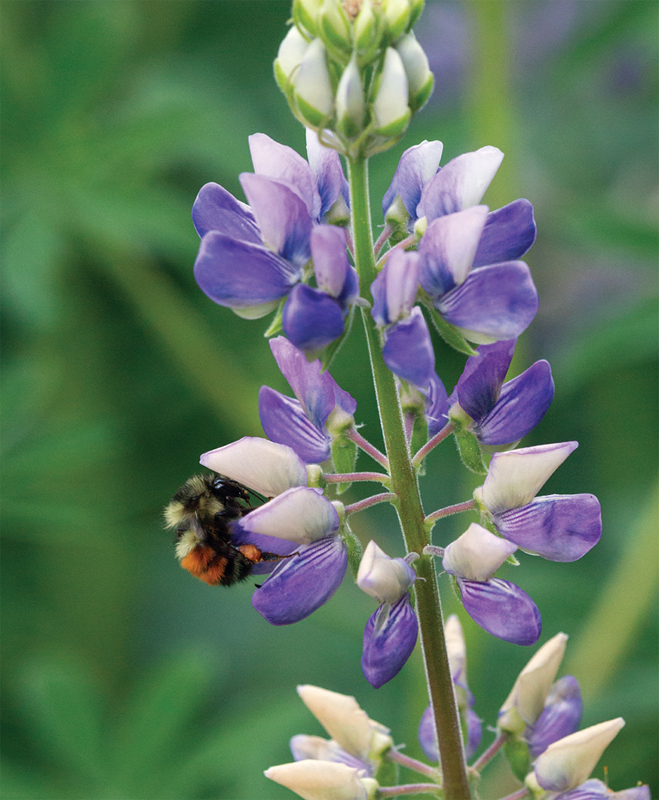 Black-tailed bumblebee on seashore lupine Lupinus littoralis preface - photo 7