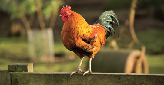 The Farmers Kitchen Handbook Growing Up in Farm Country W hen my parents - photo 4