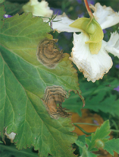 Close up of unidentified target like fungal leaf spot on begonia leaf - photo 4