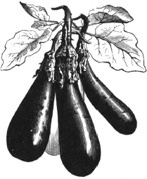 Aubergines have been cultivated in Asia since the fifth century BC They were - photo 3