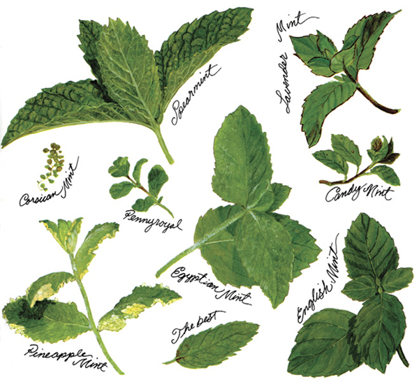 I love mint and cook with it a lot I grow several different varieties and - photo 4