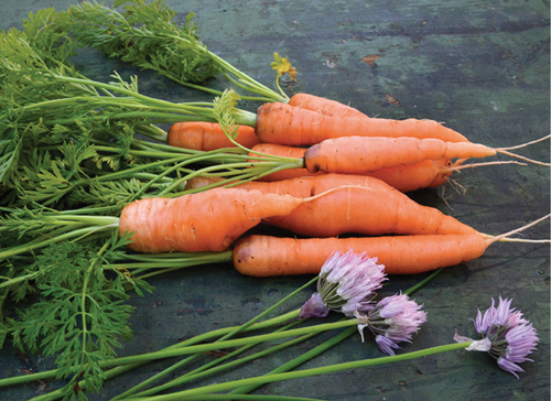 Carrot Soup with Chives Serves 6 The changing colors of each season often - photo 5