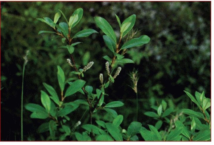 Description The arctic willow is a shrub that never exceeds more than 60 - photo 9