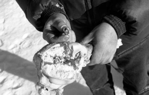 BULLET TESTING ON MASSIVE COW femurs is predictive of whether a bullet is - photo 2