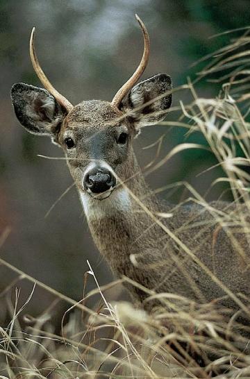 Charles J Alsheimer Despite his no-nonsense approach to whitetail research - photo 6