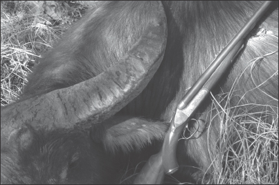 THE AUTHOR FOUND MIKE SMITHS HEYM 470 DOUBLE FAST TO POINT IN KUDU THICKETS - photo 2