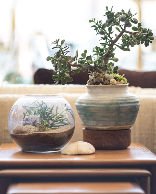 PLANTS SHOWN FROM LEFT DESERT TERRARIUM CRASSULA OVATA PLANT SHOWN DRIED - photo 7