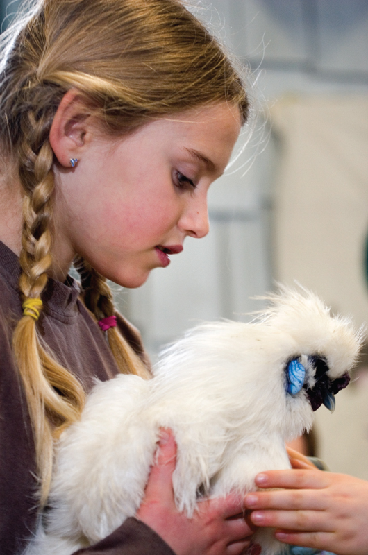 Laura Vaillancourt 8 of Bethel Vermont holds a White Silkie rooster the - photo 15