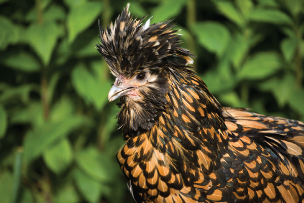 Peggy a Polish Crested hen basks in early sunlight at Fat Rooster Farm in - photo 3