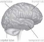 The Brain and the Nervous System - photo 2