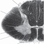 The Brain and the Nervous System - photo 3