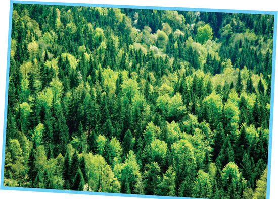 here The coniferous forest climate has only two seasons Long dry winters - photo 3