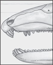 INTRODUCTION T he Paleozoic Era i - photo 22