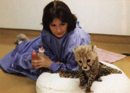 J ANET H AWES FEEDS ONE OF THE CUBS When the cheetah cubs were six weeks old - photo 12