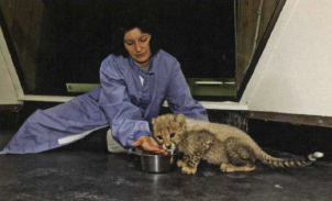 Y UCK M EAT The cubs started eating some meat when they were 49 days old - photo 16