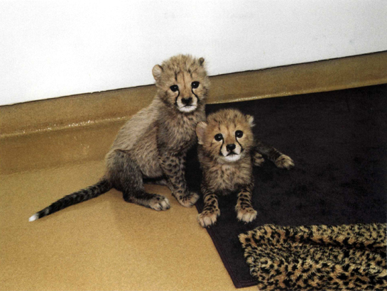 T HE CHEETAHS WATCH A DOG THROUGH THE SCREEN WHILE TRAINER S USIE E KARD - photo 7