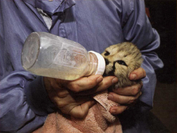 T IME FOR A BOTTLE 9 OUNCES OF MILK FOR K UBALI 9 OUNCES OF MILK - photo 8