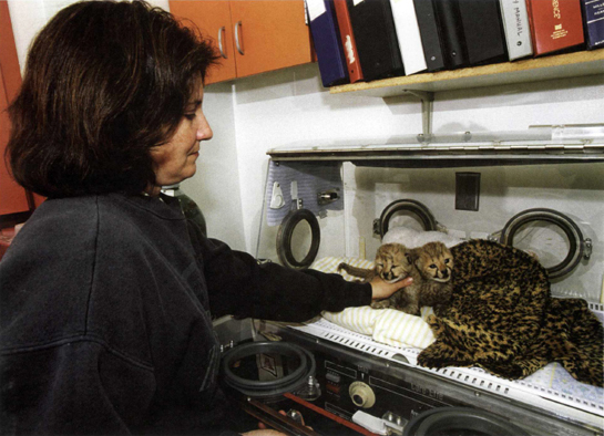 S ENIOR NURSERY KEEPER J ANET H AWES TAKES CARE OF THE CHEETAH CUBS Late in - photo 11