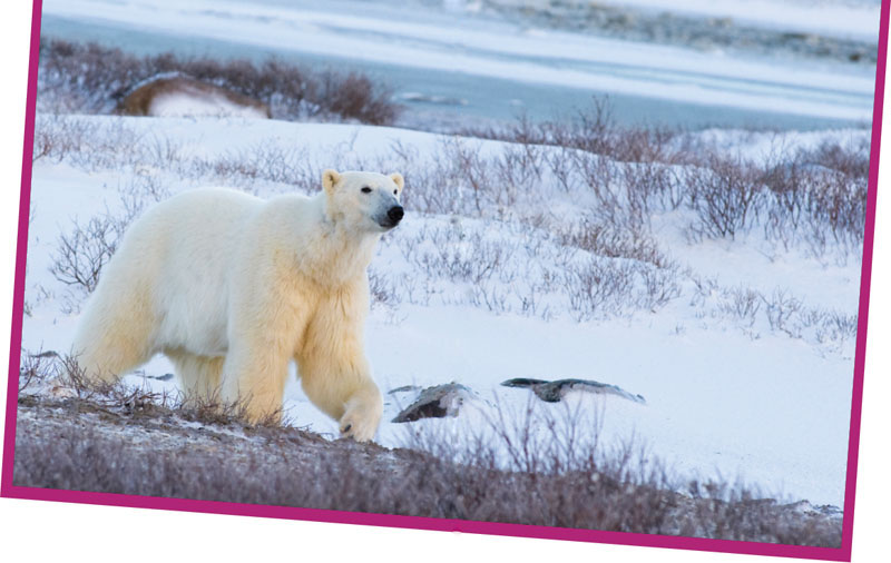 The tundra has a layer of permanently frozen soil called permafrost When the - photo 4