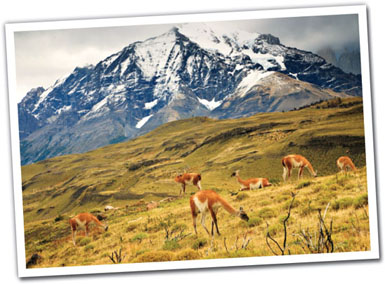 Temperate grasslands receive 10 to 35 inches of precipitation a year 25 to 89 - photo 5