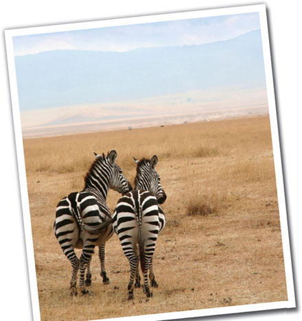 These are the grasslands near the equator between the Tropic of Cancer and the - photo 6