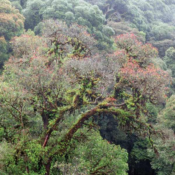 Image Credits Shutterstockcom CHAINFOTO24 Rain forests contain more living - photo 2